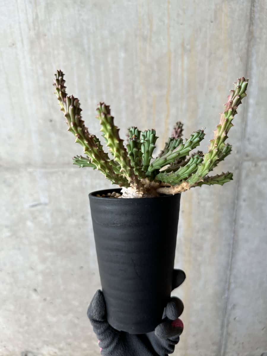 【現品限り】ユーフォルビア・カプトメデューサ 天荒竜【E120】 Euphorbia caput-medusae