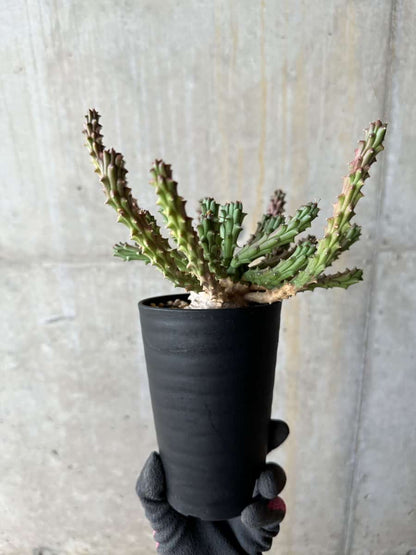 【現品限り】ユーフォルビア・カプトメデューサ 天荒竜【E120】 Euphorbia caput-medusae