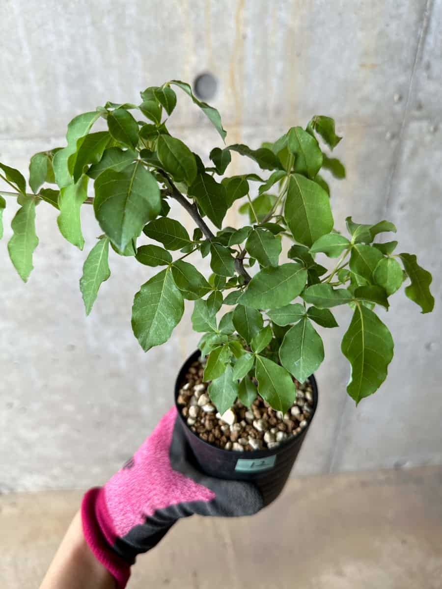 【現品限り】コミフォラ・エデュリス【E12】 Commiphora edulis