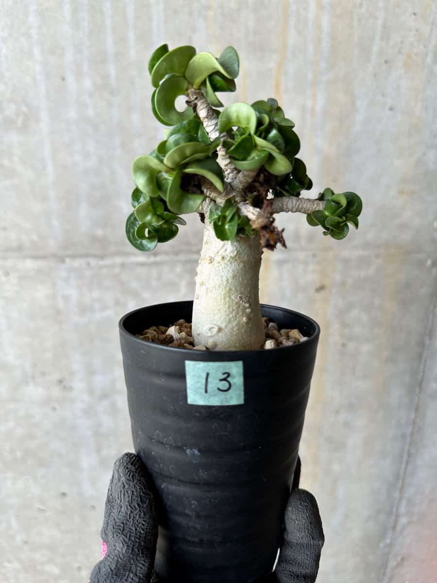 【現品限り】アデニウム・DHA 葉巻【E13】 Adenium DHA