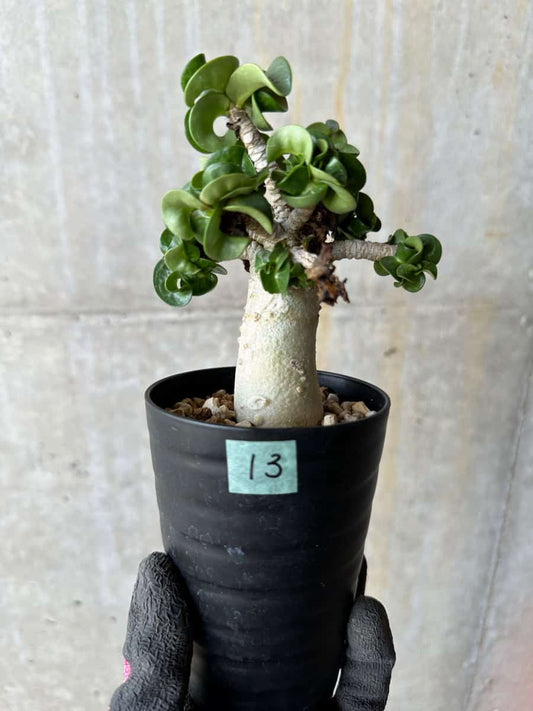 【現品限り】アデニウム・DHA 葉巻【E13】 Adenium DHA