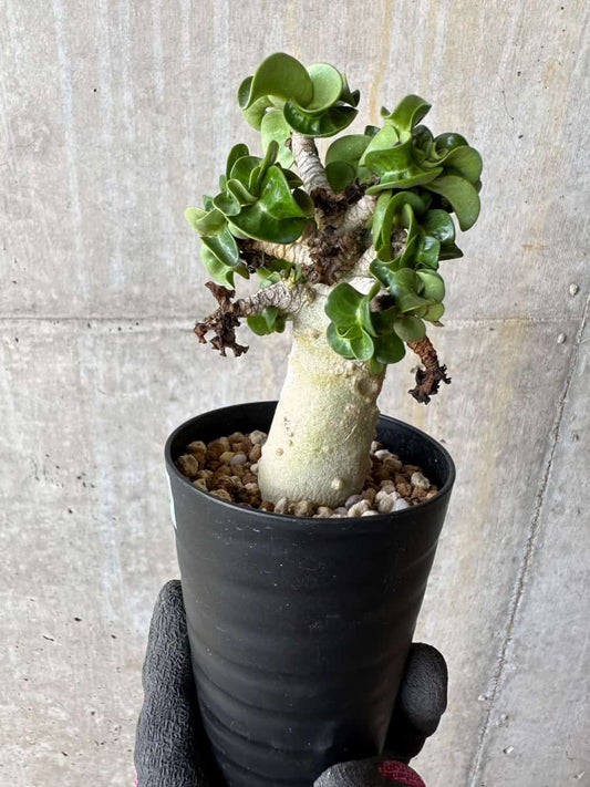 【現品限り】アデニウム・DHA 葉巻【E13】 Adenium DHA