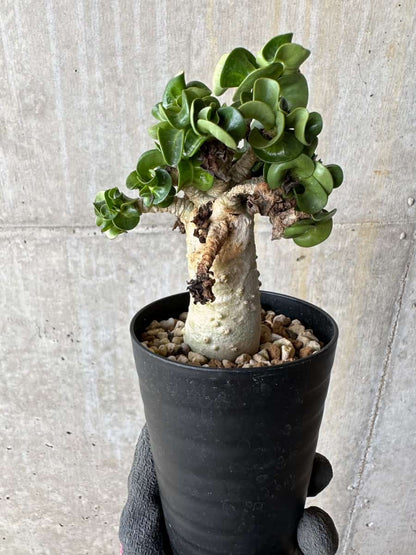 【現品限り】アデニウム・DHA 葉巻【E13】 Adenium DHA