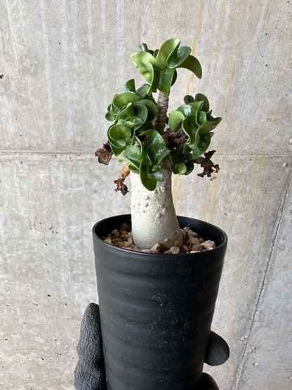 【現品限り】アデニウム・DHA 葉巻【E13】 Adenium DHA