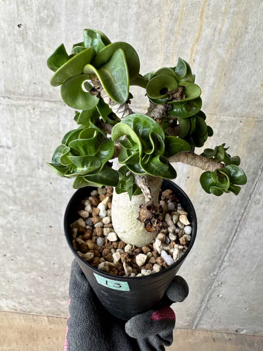【現品限り】アデニウム・DHA 葉巻【E13】 Adenium DHA
