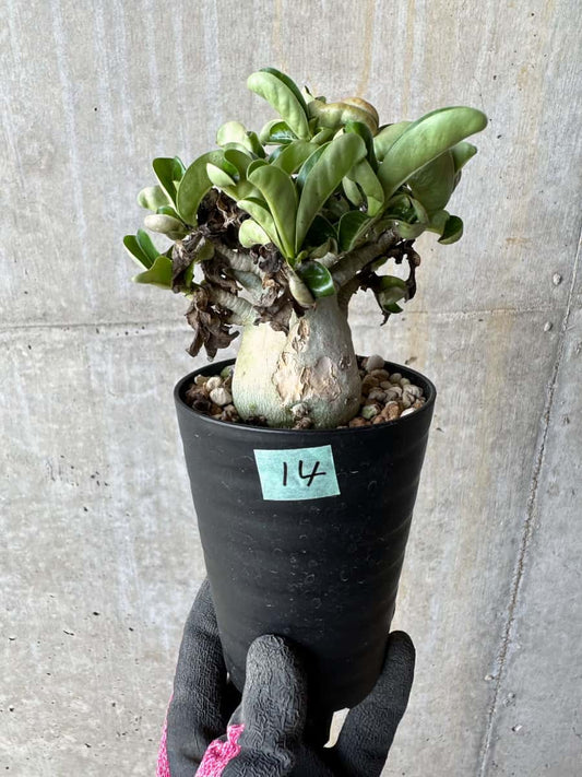 【現品限り】アデニウム・DHA 葉巻【E14】 Adenium DHA