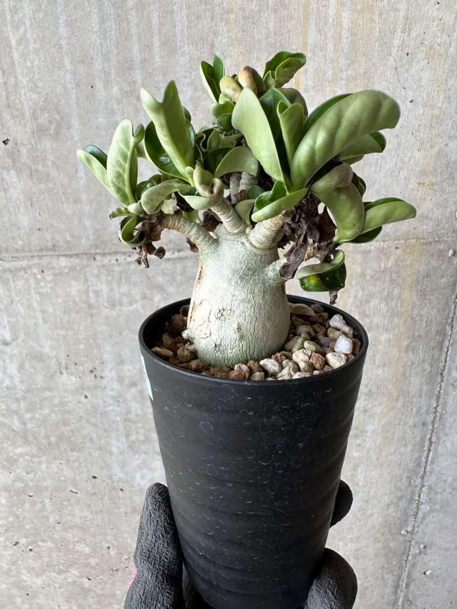 【現品限り】アデニウム・DHA 葉巻【E14】 Adenium DHA