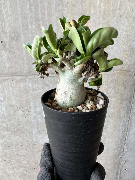 【現品限り】アデニウム・DHA 葉巻【E14】 Adenium DHA