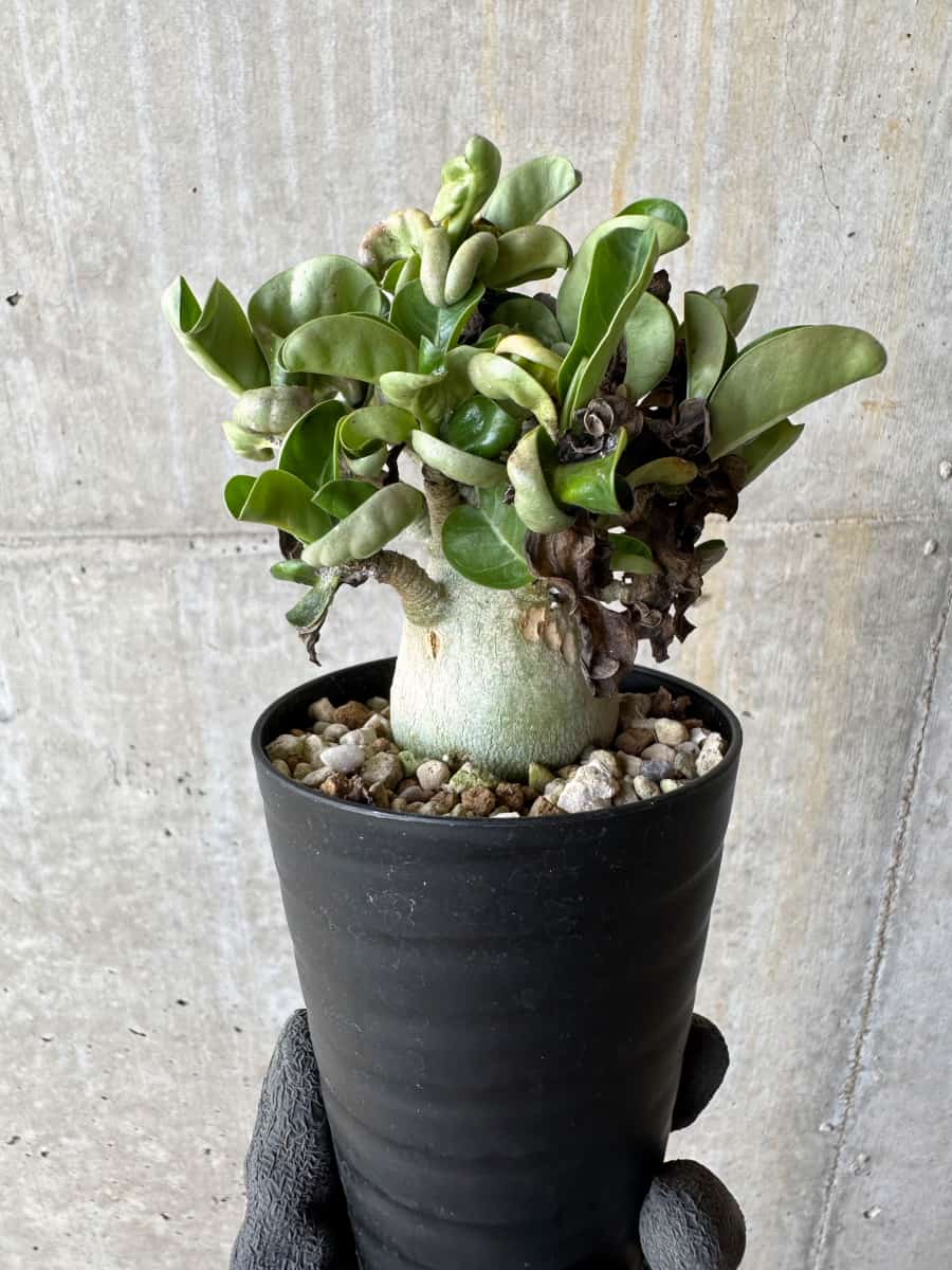 【現品限り】アデニウム・DHA 葉巻【E14】 Adenium DHA