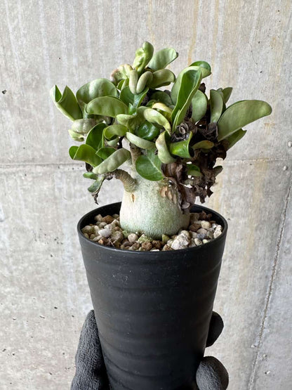 【現品限り】アデニウム・DHA 葉巻【E14】 Adenium DHA