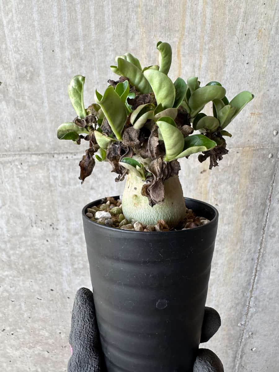 【現品限り】アデニウム・DHA 葉巻【E14】 Adenium DHA