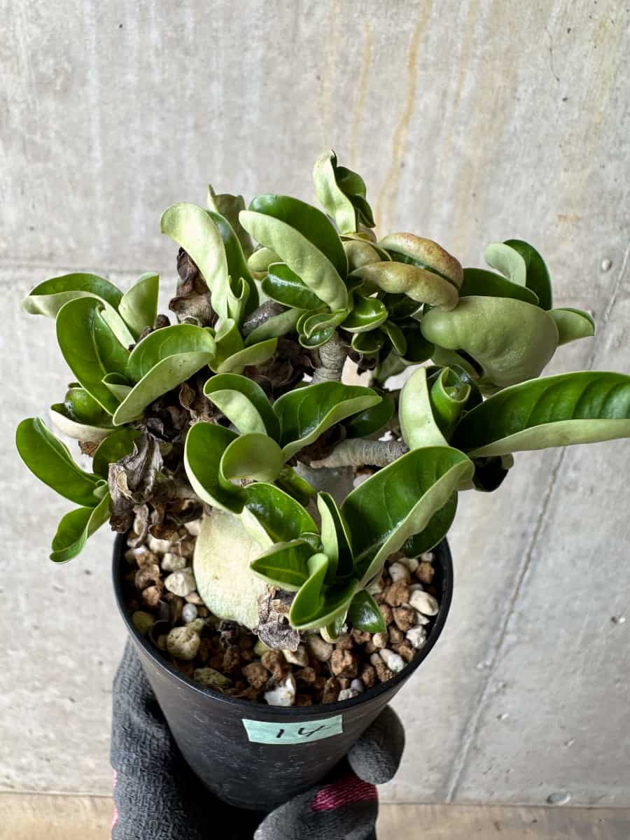 【現品限り】アデニウム・DHA 葉巻【E14】 Adenium DHA