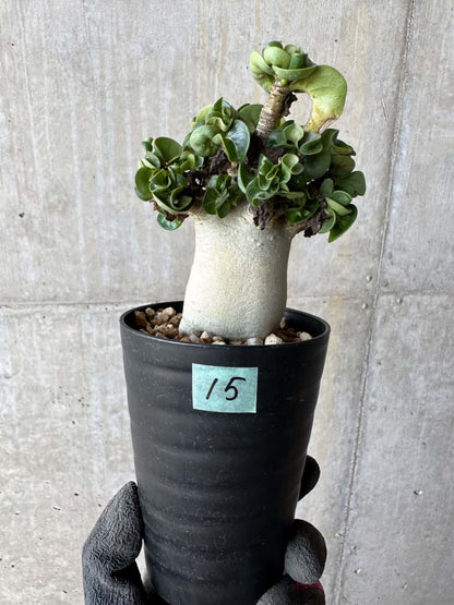 【現品限り】アデニウム・DHA 葉巻【E15】 Adenium DHA
