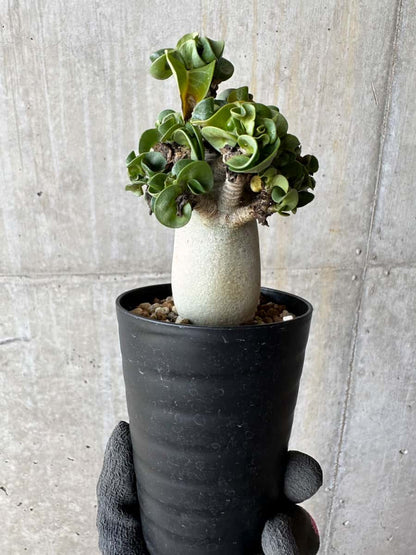 【現品限り】アデニウム・DHA 葉巻【E15】 Adenium DHA
