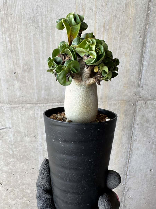 【現品限り】アデニウム・DHA 葉巻【E15】 Adenium DHA