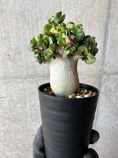 【現品限り】アデニウム・DHA 葉巻【E15】 Adenium DHA