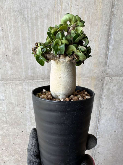 【現品限り】アデニウム・DHA 葉巻【E15】 Adenium DHA