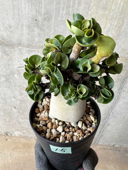 【現品限り】アデニウム・DHA 葉巻【E15】 Adenium DHA