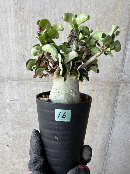 【現品限り】アデニウム・DHA 葉巻【E16】 Adenium DHA