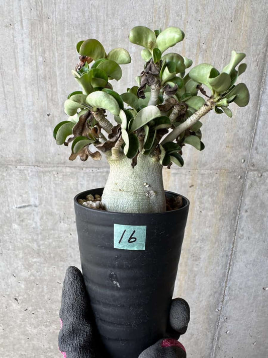 【現品限り】アデニウム・DHA 葉巻【E16】 Adenium DHA