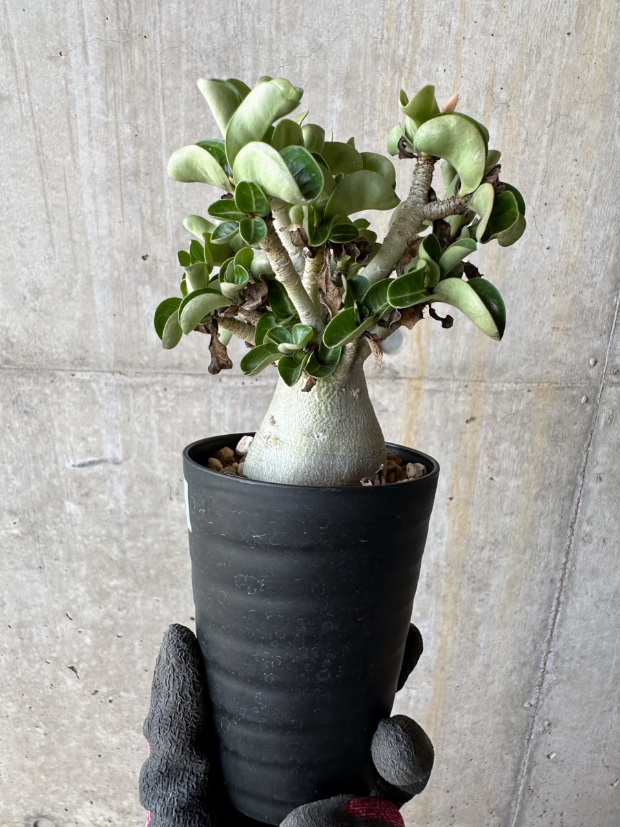 【現品限り】アデニウム・DHA 葉巻【E16】 Adenium DHA