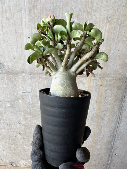 【現品限り】アデニウム・DHA 葉巻【E16】 Adenium DHA