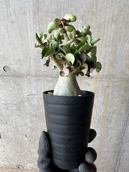 【現品限り】アデニウム・DHA 葉巻【E16】 Adenium DHA