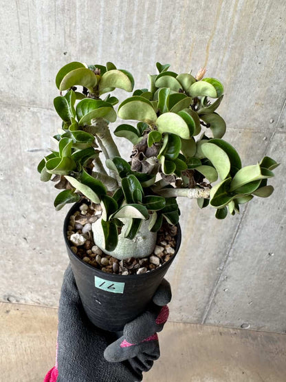 【現品限り】アデニウム・DHA 葉巻【E16】 Adenium DHA