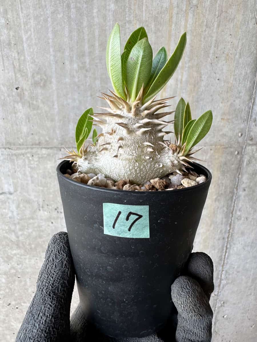 パキポディウム(Pachypodium)の種子・植物 通販サイト – Page 33
