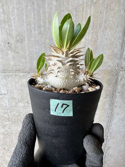 【現品限り】パキポディウム・恵比寿笑い 白花【E17】 Pachypodium brevicaule leucoxanthum