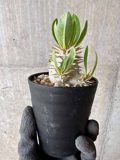 【現品限り】パキポディウム・恵比寿笑い 白花【E17】 Pachypodium brevicaule leucoxanthum