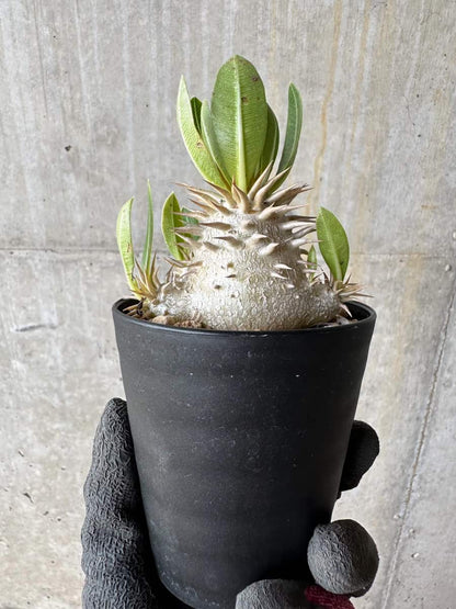 【現品限り】パキポディウム・恵比寿笑い 白花【E17】 Pachypodium brevicaule leucoxanthum