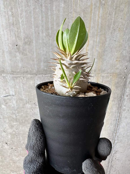 【現品限り】パキポディウム・恵比寿笑い 白花【E17】 Pachypodium brevicaule leucoxanthum