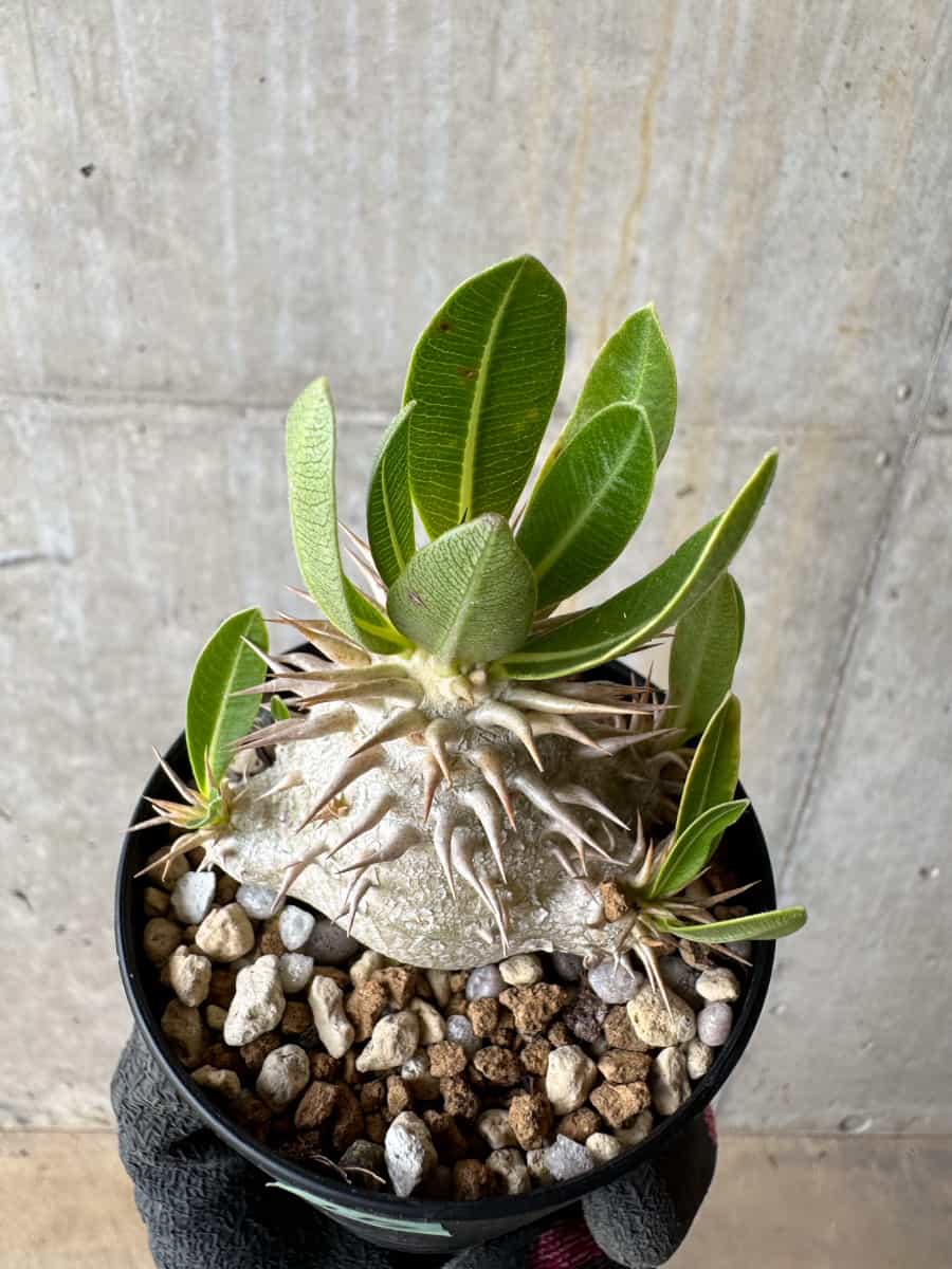 【現品限り】パキポディウム・恵比寿笑い 白花【E17】 Pachypodium brevicaule leucoxanthum