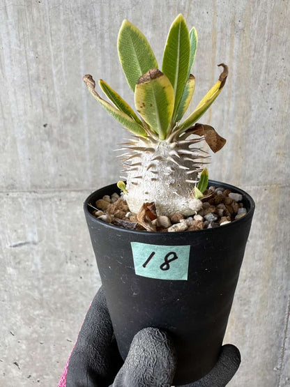 【現品限り】パキポディウム・恵比寿笑い 白花【E18】 Pachypodium brevicaule leucoxanthum
