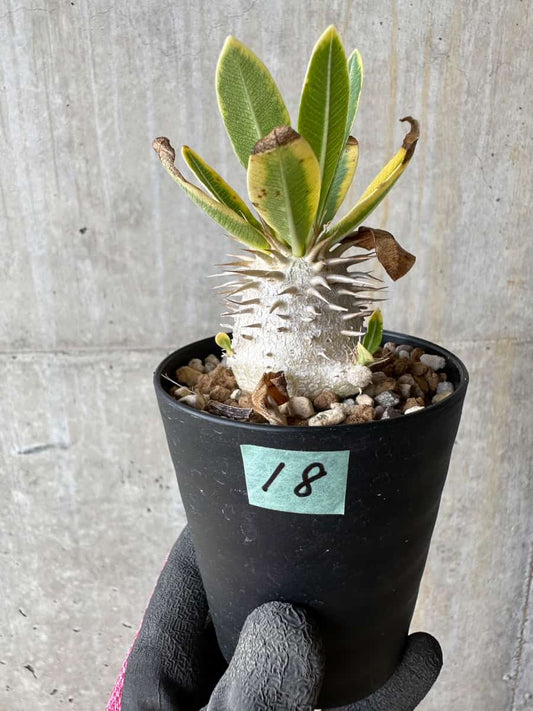 【現品限り】パキポディウム・恵比寿笑い 白花【E18】 Pachypodium brevicaule leucoxanthum