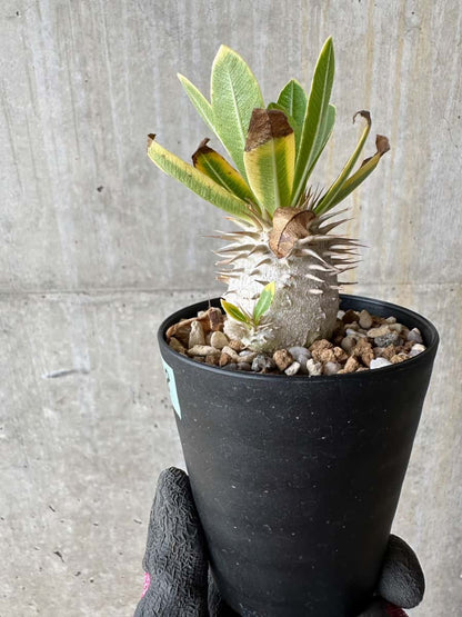 【現品限り】パキポディウム・恵比寿笑い 白花【E18】 Pachypodium brevicaule leucoxanthum