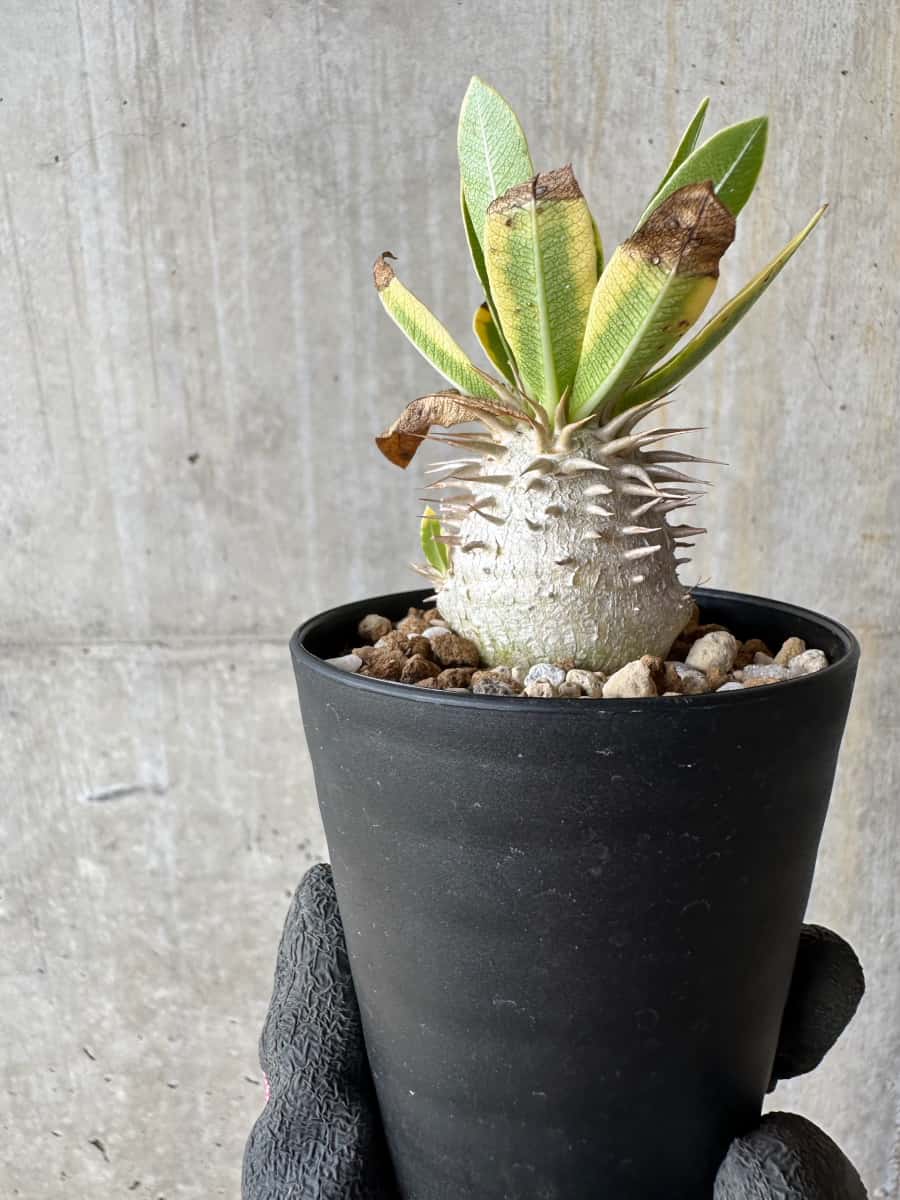 【現品限り】パキポディウム・恵比寿笑い 白花【E18】 Pachypodium brevicaule leucoxanthum