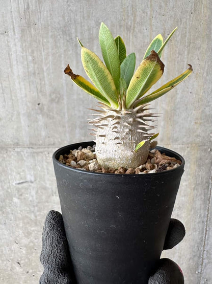 【現品限り】パキポディウム・恵比寿笑い 白花【E18】 Pachypodium brevicaule leucoxanthum