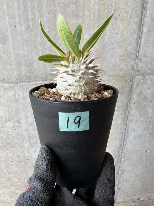 【現品限り】パキポディウム・恵比寿笑い 白花【E19】 Pachypodium brevicaule leucoxanthum