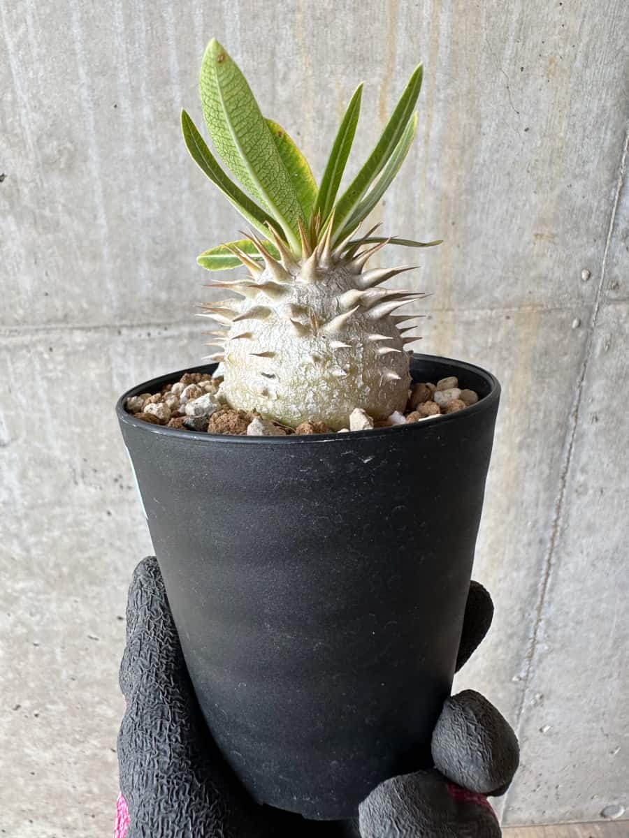 【現品限り】パキポディウム・恵比寿笑い 白花【E19】 Pachypodium brevicaule leucoxanthum