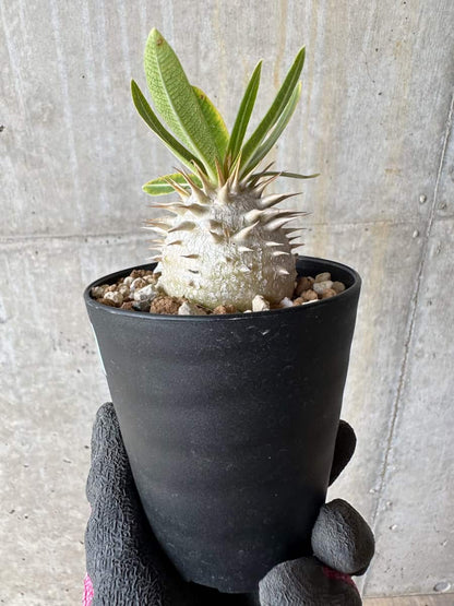 【現品限り】パキポディウム・恵比寿笑い 白花【E19】 Pachypodium brevicaule leucoxanthum