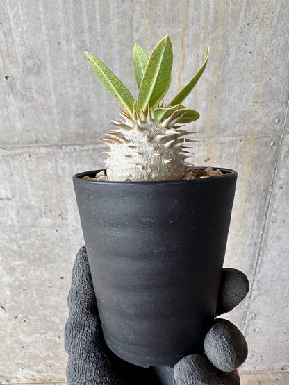 【現品限り】パキポディウム・恵比寿笑い 白花【E19】 Pachypodium brevicaule leucoxanthum