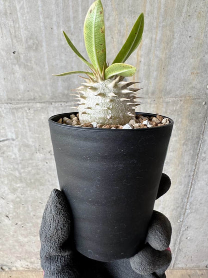【現品限り】パキポディウム・恵比寿笑い 白花【E19】 Pachypodium brevicaule leucoxanthum