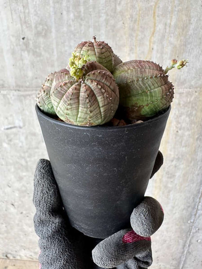 【現品限り】ユーフォルビア・オベサ 多頭【E1】 Euphorbia obesa