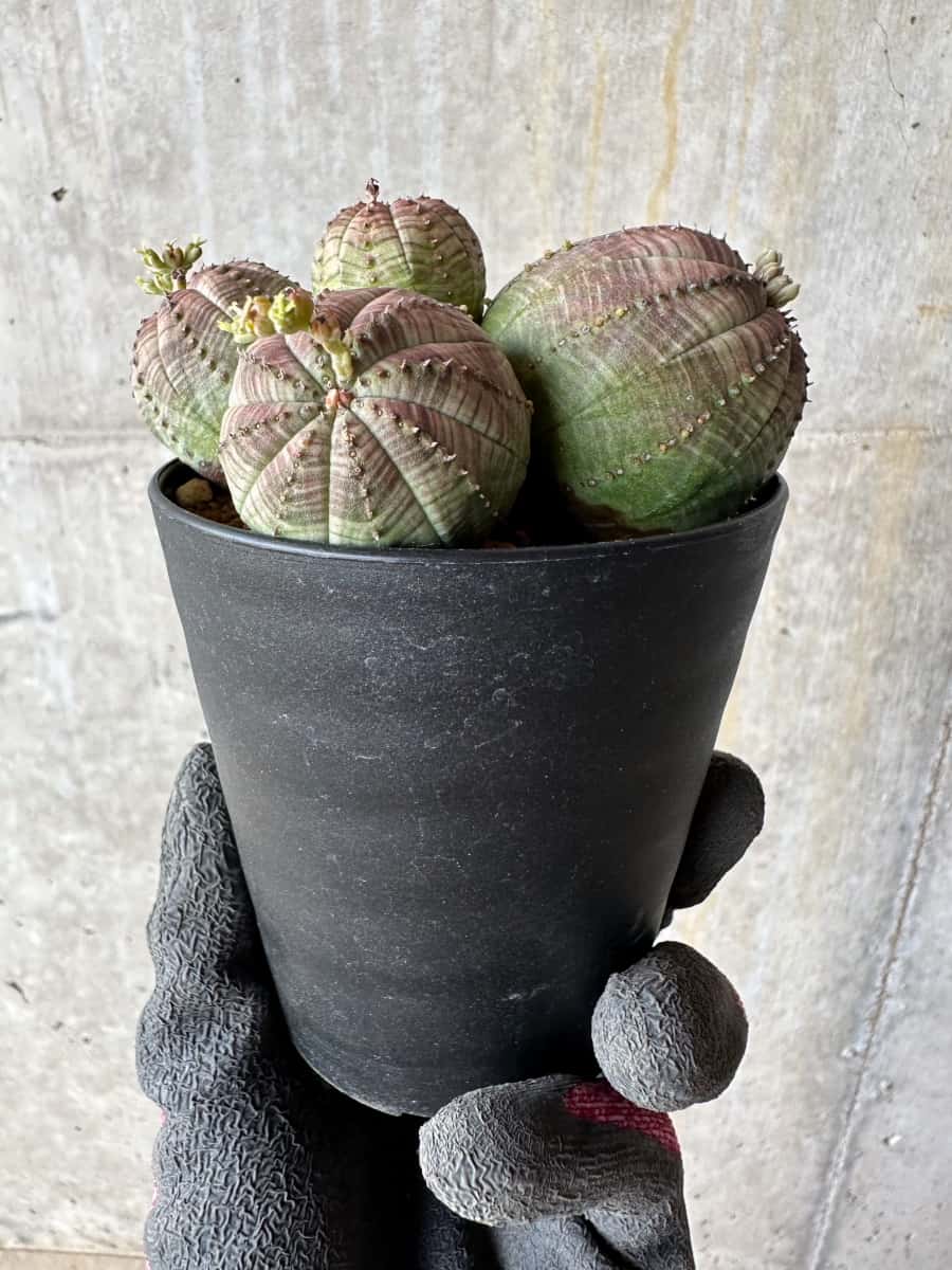 【現品限り】ユーフォルビア・オベサ 多頭【E1】 Euphorbia obesa