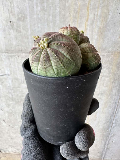 【現品限り】ユーフォルビア・オベサ 多頭【E1】 Euphorbia obesa