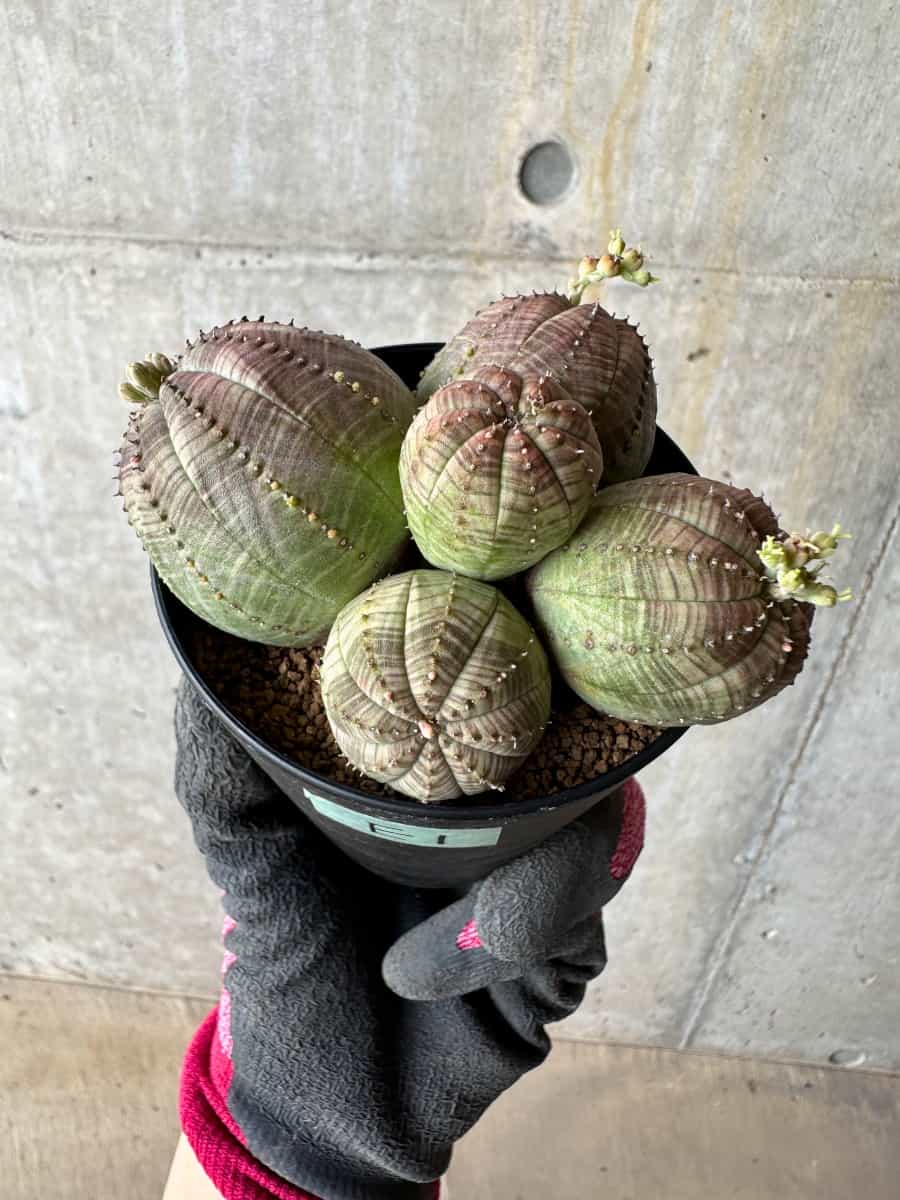 【現品限り】ユーフォルビア・オベサ 多頭【E1】 Euphorbia obesa