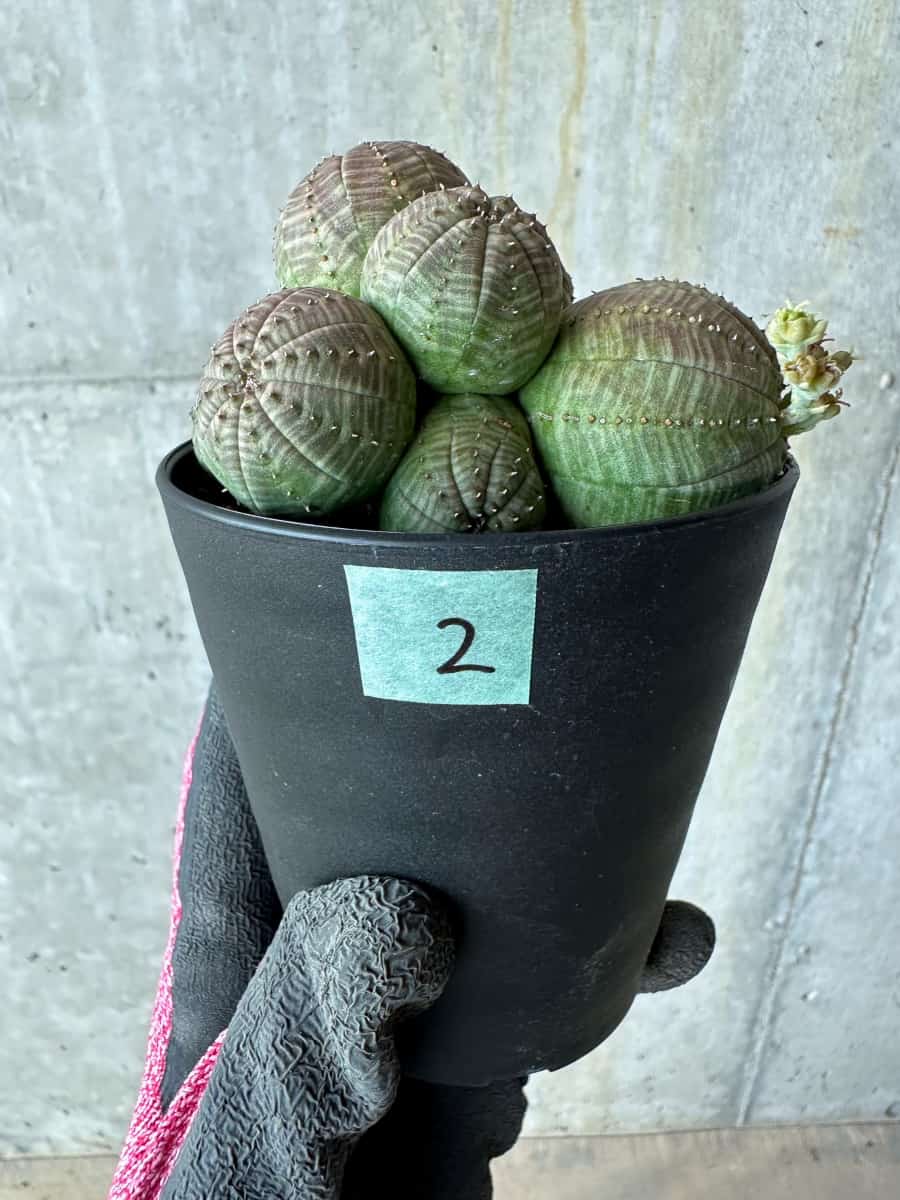 【現品限り】ユーフォルビア・オベサ 多頭【E2】 Euphorbia obesa