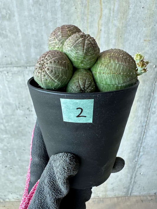【現品限り】ユーフォルビア・オベサ 多頭【E2】 Euphorbia obesa